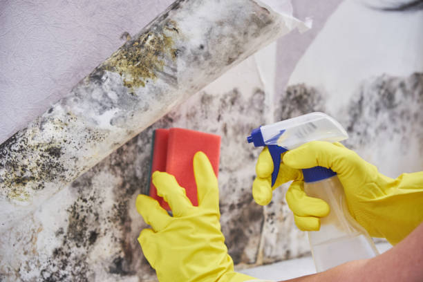 Why You Should Choose Our Mold Remediation Services in Orangeville, UT